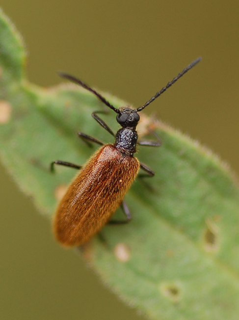 Coleoptera Tenebrionidae - Lagria hirta
